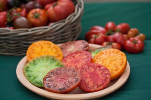 Heirloom tomatoes, grown by Nicky Kyle © Jane Powers