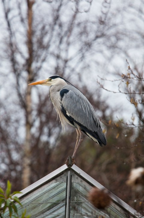 Greenhouse ornament © Jane Powers