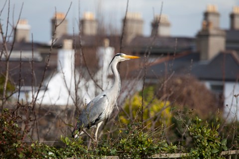 The most unpopular bird in the neighbourhood © Jane Powers