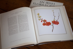 Chaenomeles x superba 'Rowallane' in the Irish Florilegium