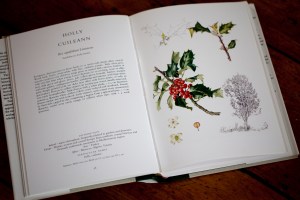 Holly from Trees of Ireland