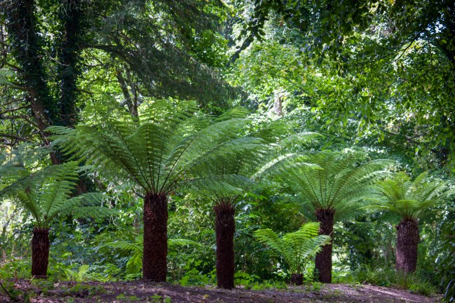 Tree ferns (Dicksonia antarctica) at Malahide Castle © Jonathan Hession